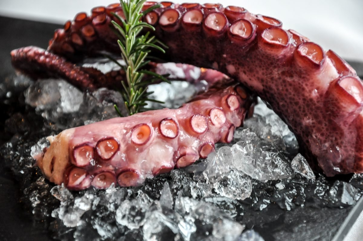 Octopus close up