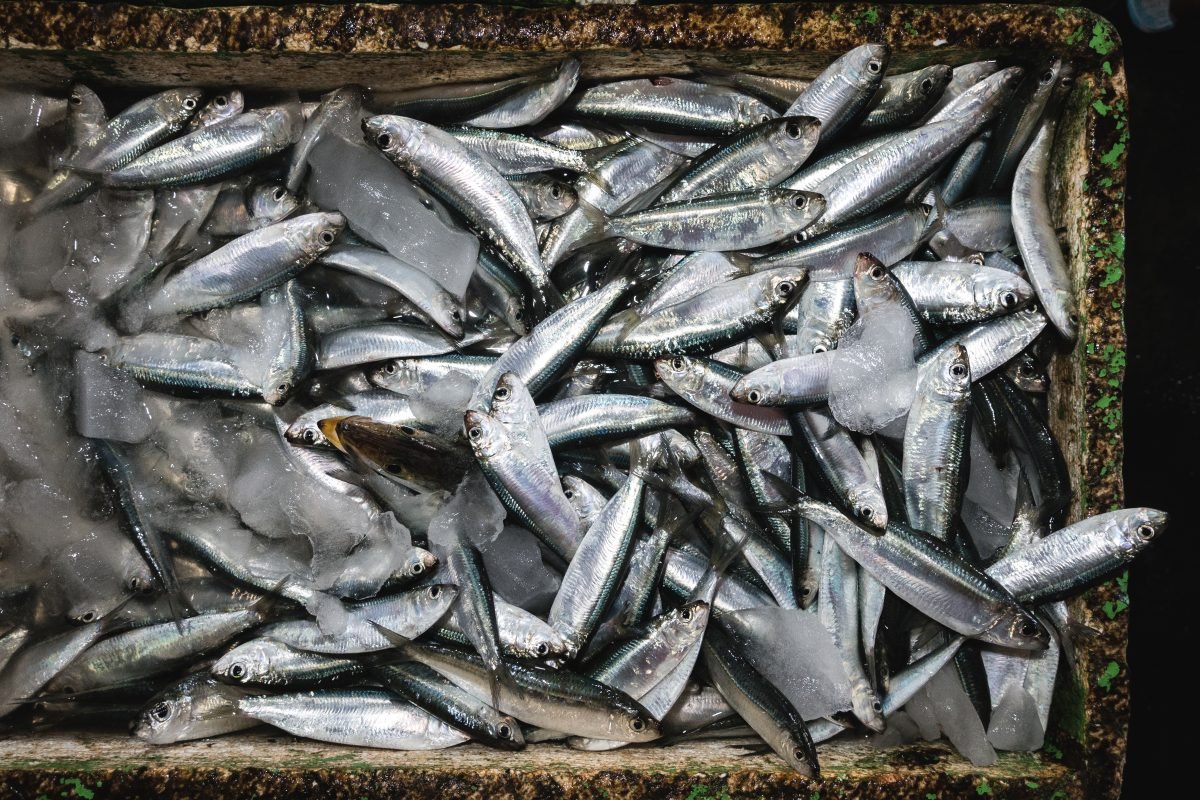 Sardines on a fish market