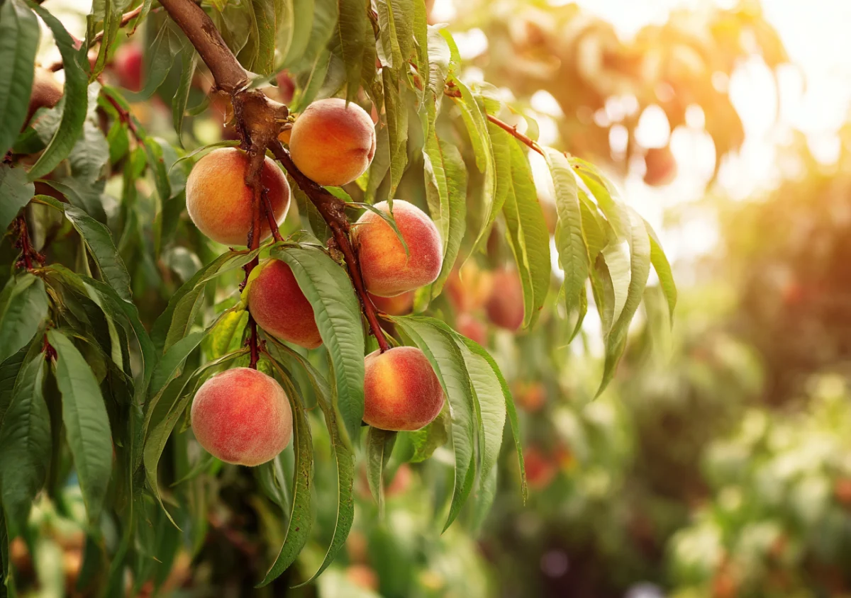 Ripe Peaches on Tree Branch in Sunlight 1 ripe peaches on tree branch in sunlight